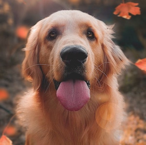 profile image of a dog